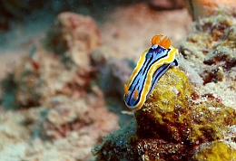 Sipadan_2015_Doris magnifique_Chromodoris magnifica_IMG_2671_rc